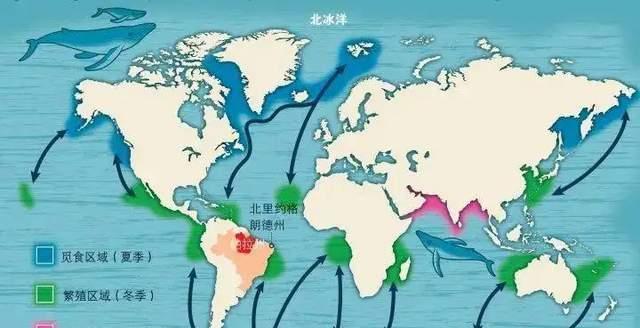 动物体型越大在竞争中越有利,但为何却越容易灭绝?