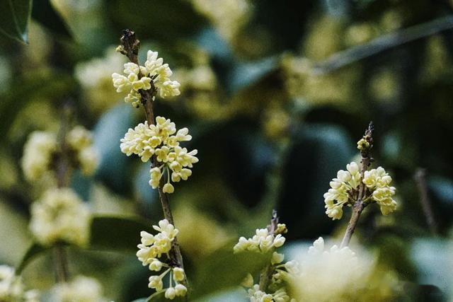 你知道桂花为啥夜里更香吗?黄浦最大成片桂花林香醉游人!