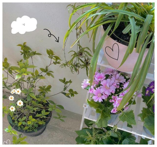 赵露思|赵露思晒成都“豪宅”火了：140㎡超大客厅，精致奢华，令人羡慕