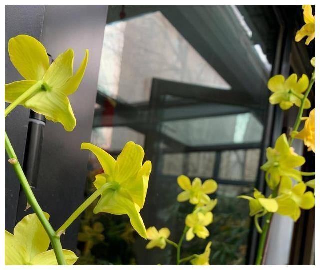 杨幂|杨幂的豪宅火了,庭院的花草蔬菜太抢眼,堪称娱乐圈的一股清流