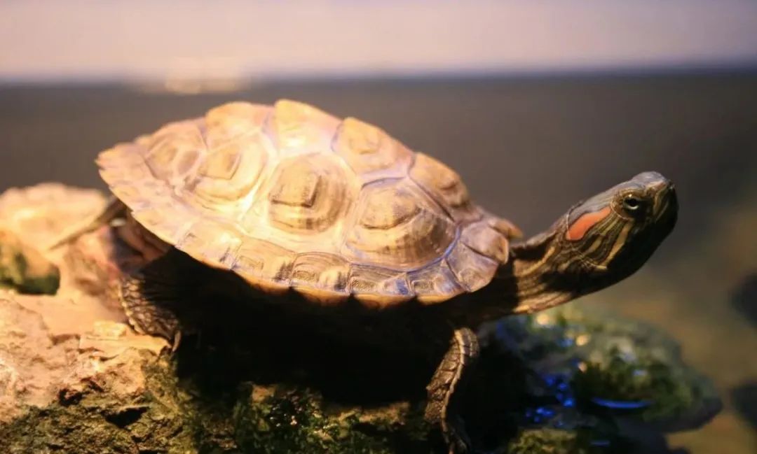 |家中（办公室）这些东西别乱放，小心富翁变“负”翁