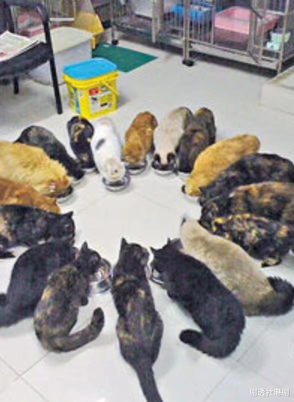 曾慧云|不婚主义!TVB御用师奶与男友拍拖30余年,共识不婚不育只养毛孩子