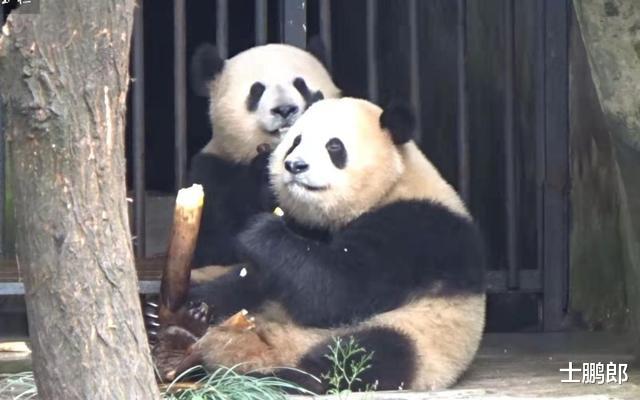 为何狮子老虎宁愿挨饿,也不敢攻击大熊猫?你看它另一个名字叫啥