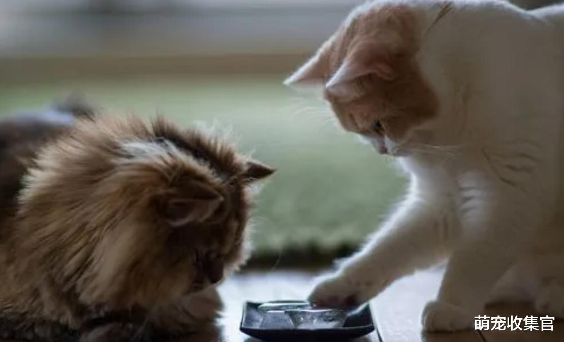 家里养一只猫还是两只猫好？多猫家庭的利与弊，看看你家是这样吗