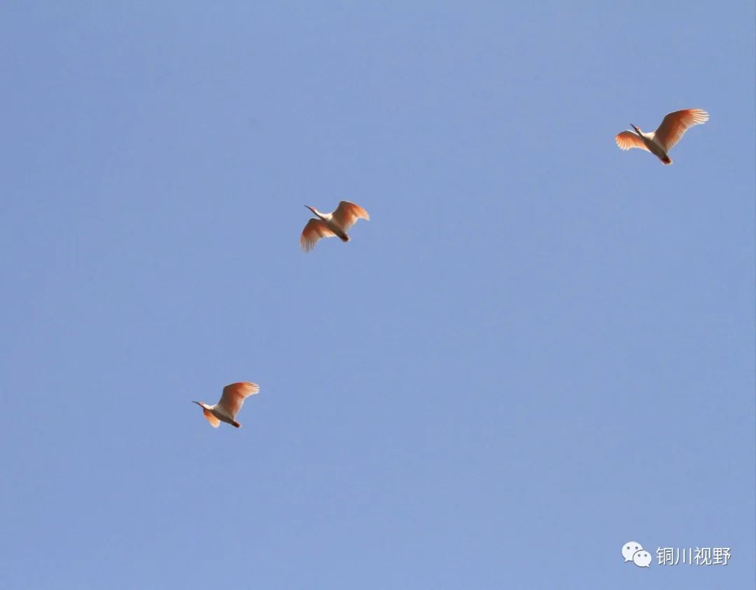 永州|铜川柳林朱鹮【摄影铜川卸凤】
