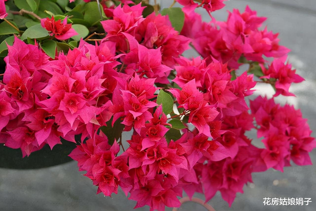 封闭阳台按照这些方法改造，一样能养出好花，这7种花就很不错