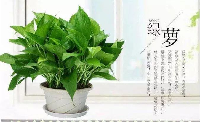 绿植除甲醛,效果怎么样?