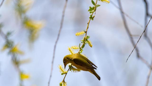 曲面屏|老相机寻宝:对于拍鸟,这台非常优秀的相机或许被低估和忽视了