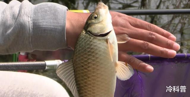 |春末鲫鱼都躲在这些地方,这样选择钓位、出钓时间,钓鱼不空竿