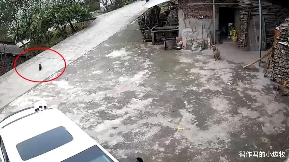 为什么感觉路上撞到的猫的数量要比狗多?