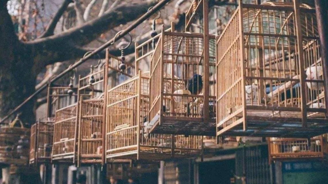 闲话提笼架鸟，鸟世界的达尔文生存法则