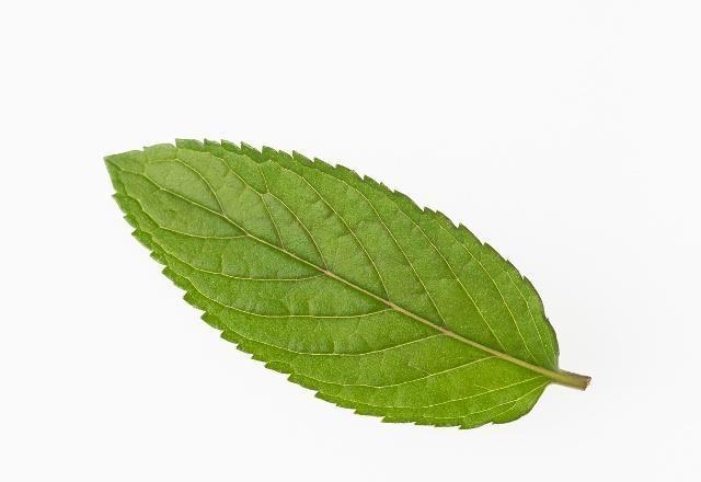 柚子|这种水果浑身都是宝，降糖、降脂、防血栓、止头痛……不吃亏大了