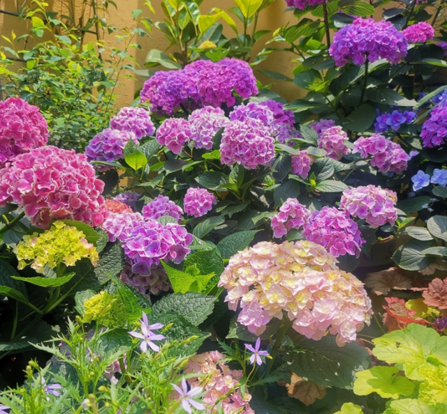买一楼带院子的房子,栽种各种花草果蔬,这样的生活太精致了