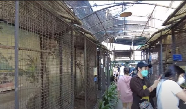 被关进商场铁笼30多年,这只世界上最孤独的大猩猩,时间不多了!