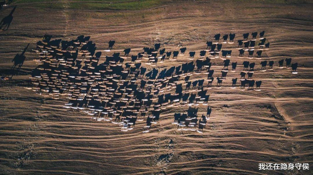 新疆维吾尔自治区|它称第二,无人敢称第一! 沉寂1个月,此生必去的秋色之王正在苏醒