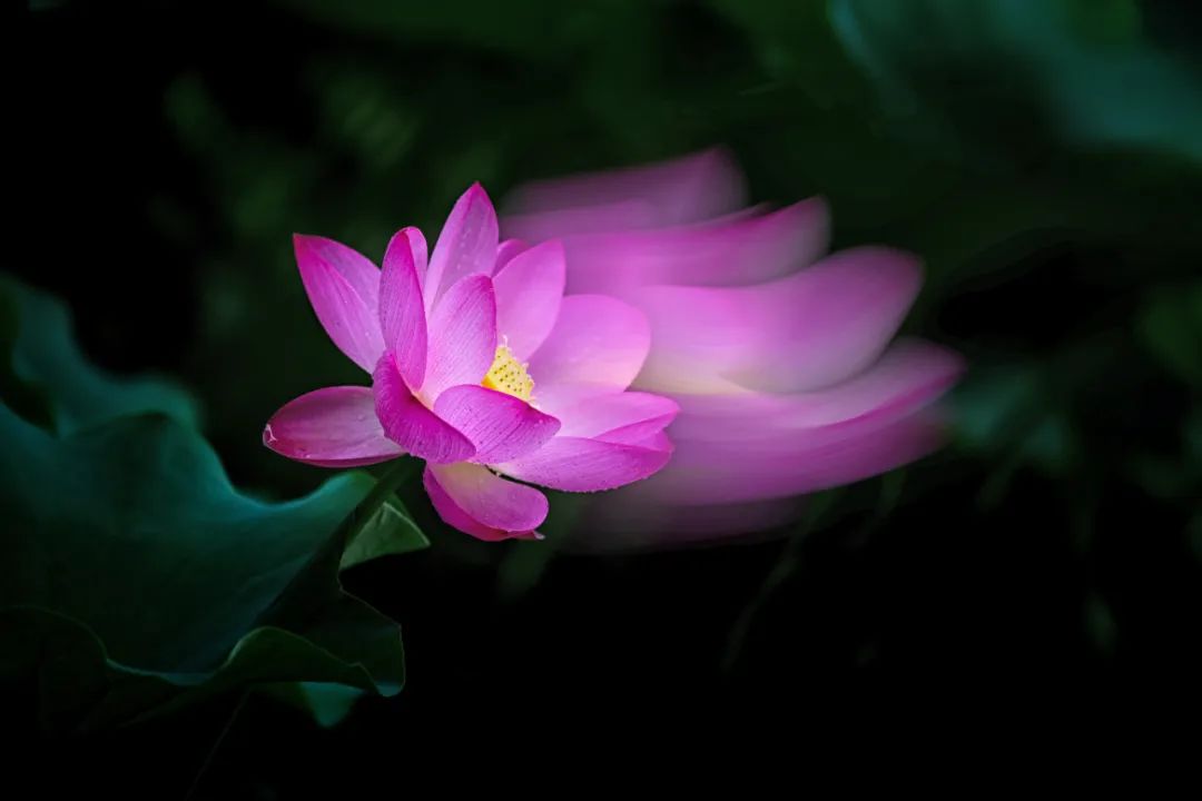 旅行|雅韵网---拍摄不同形态的荷花摄影