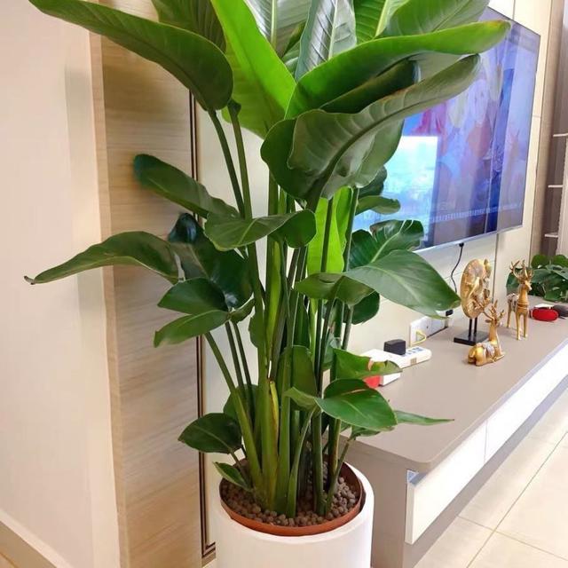 客厅养花有讲究,7种大型花,格调高,寓意好,养一盆错不了