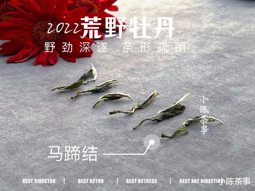 白茶|新手买春白茶,白毫银针和白牡丹该选哪个?或者有更好的选择?