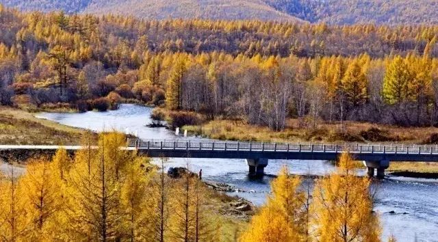 阿尔山|中蒙边界一个没有存在感的小镇,靠一波秋色刷爆连喀纳斯都羡慕!