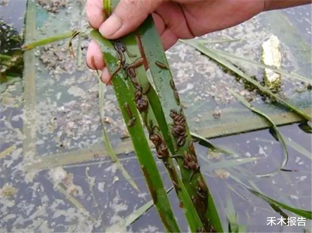 以前稻田里多,听名字就让人害怕,如今却十分珍贵,2000元/公斤