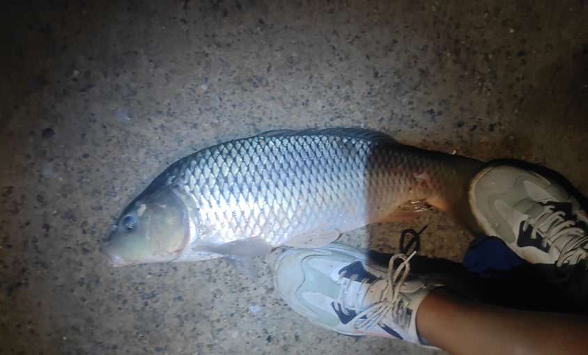 猫之城|钓友为何都喜欢昼伏夜出,原因很简单:白天要搬砖,晚上有空闲