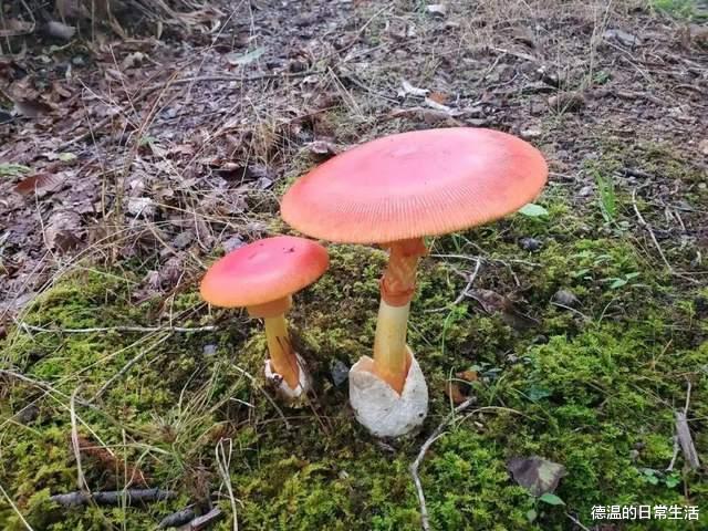 新物种“白盖鸡油菌”被发现,蘑菇虽鲜美,可不要乱吃呦