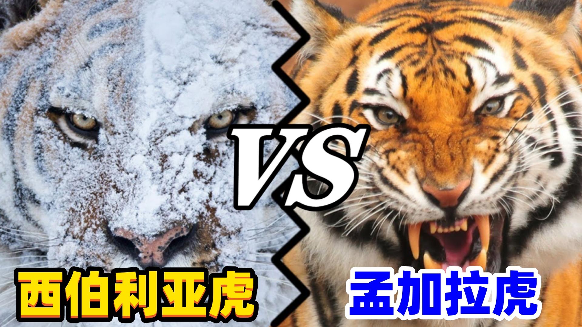 西伯利亚虎vs孟加拉虎，谁才是真正的猫科二弟呢？