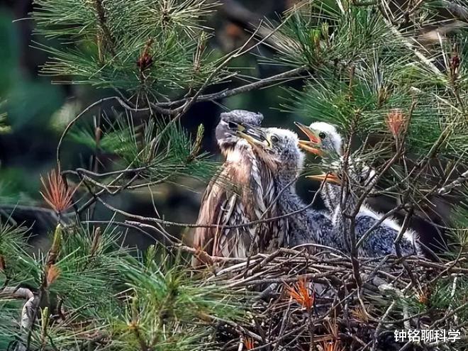 海南|罕见海南鳽现身江西！全球仅1000只，为何钓鱼人对它威胁最大？