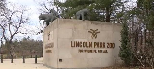 大猩猩|美国大猩猩看游客刷手机居然成瘾了！现在要被强制戒断手机瘾