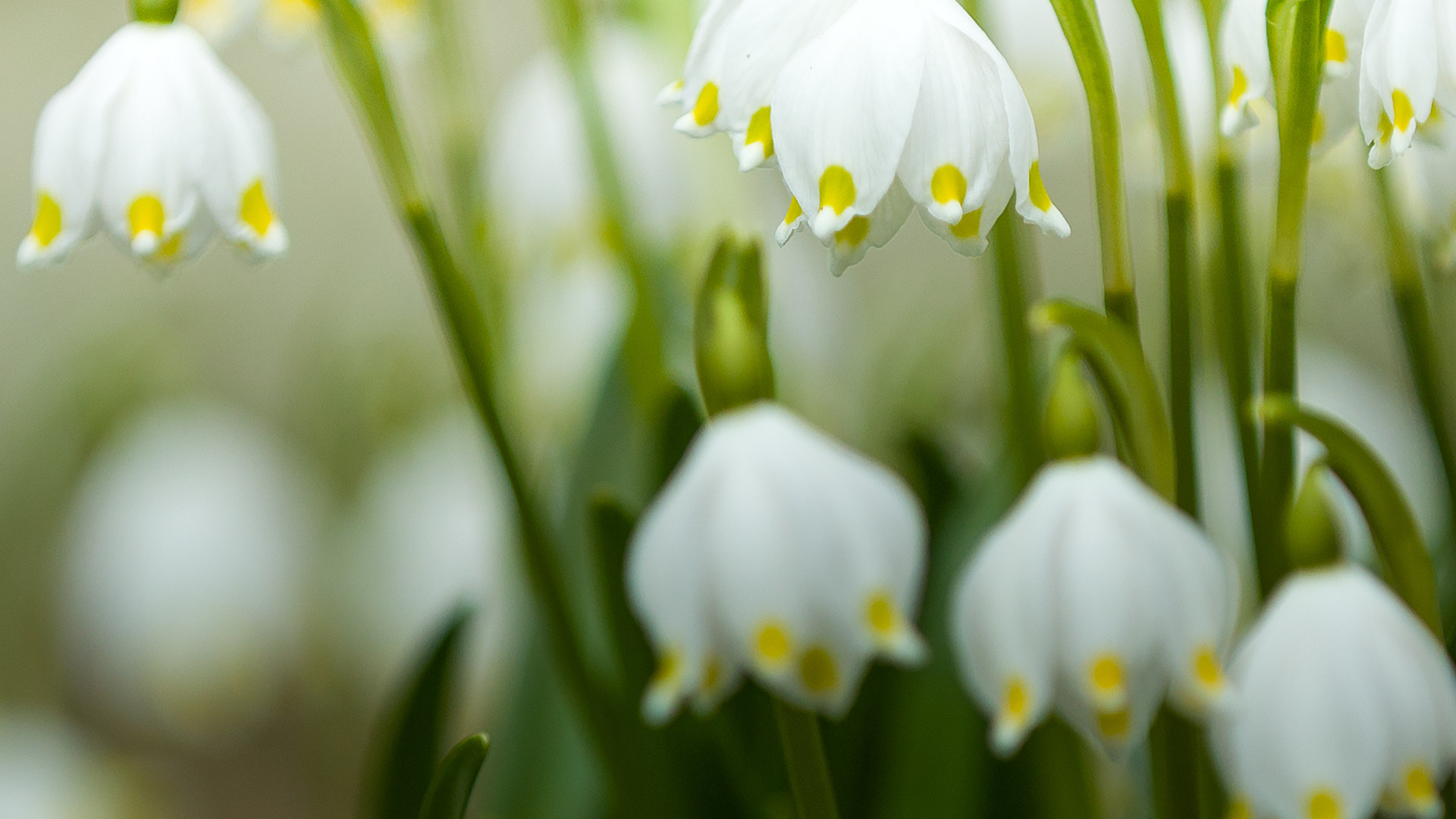 金牛座|将来2年，四大星座桃花运旺盛，生活乐无忧，事业有成