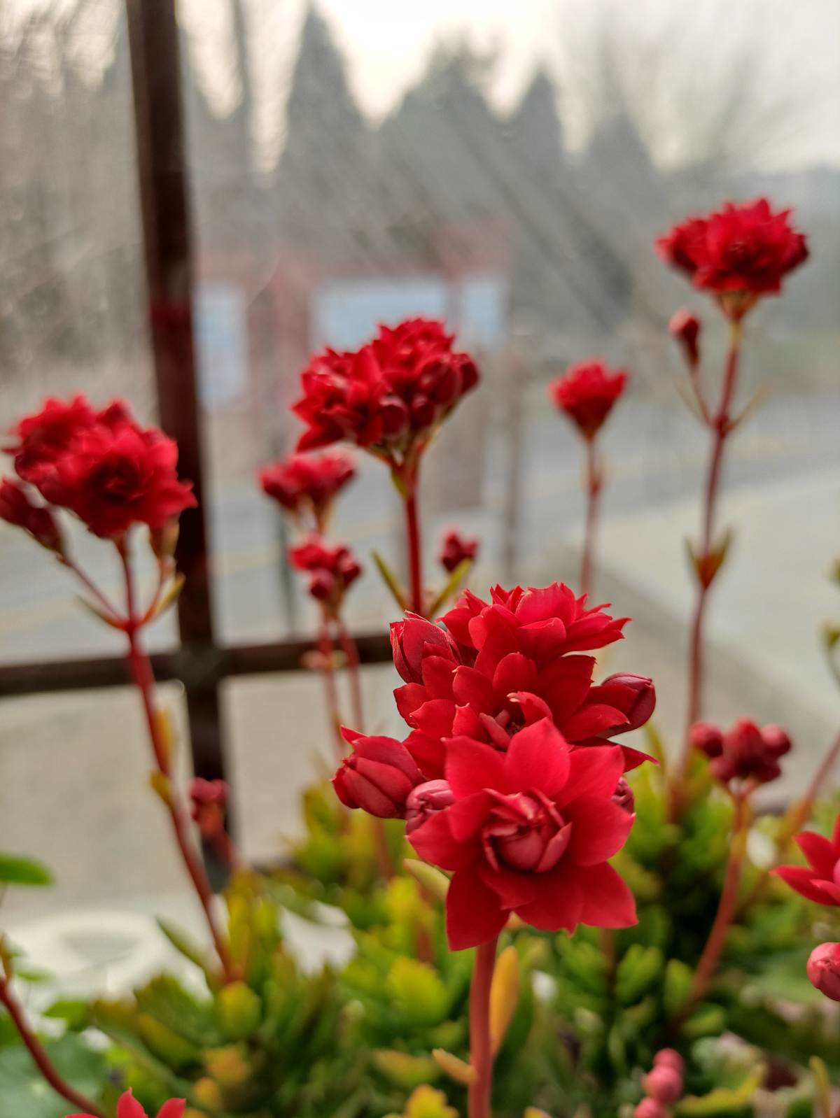 植物生长停滞,试着给它听听音乐,会有新发现