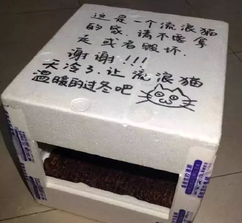 “在冬天，10只流浪猫会有6只死掉！”