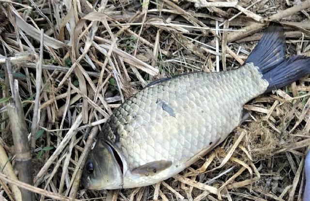 |早春大晴天不好钓鱼?抓住这两个时间段出钓,别人无口你连竿