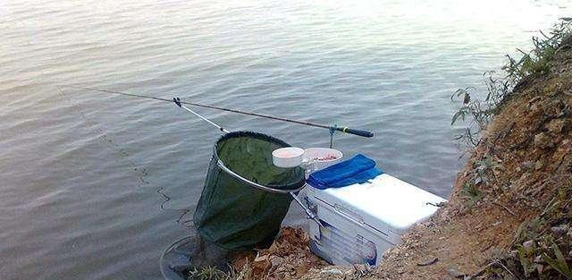 徒步|女钓友收获30斤胖头鱼，扛着它徒步10公里回家，原因让人哭笑不得