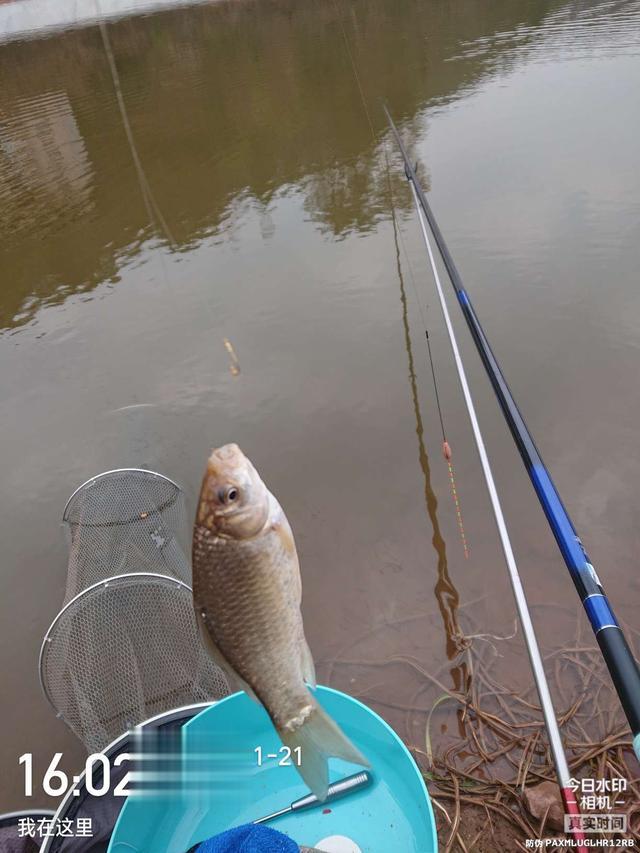 饵料|开竿鲤收竿鲫，红鲤中寻大鲫