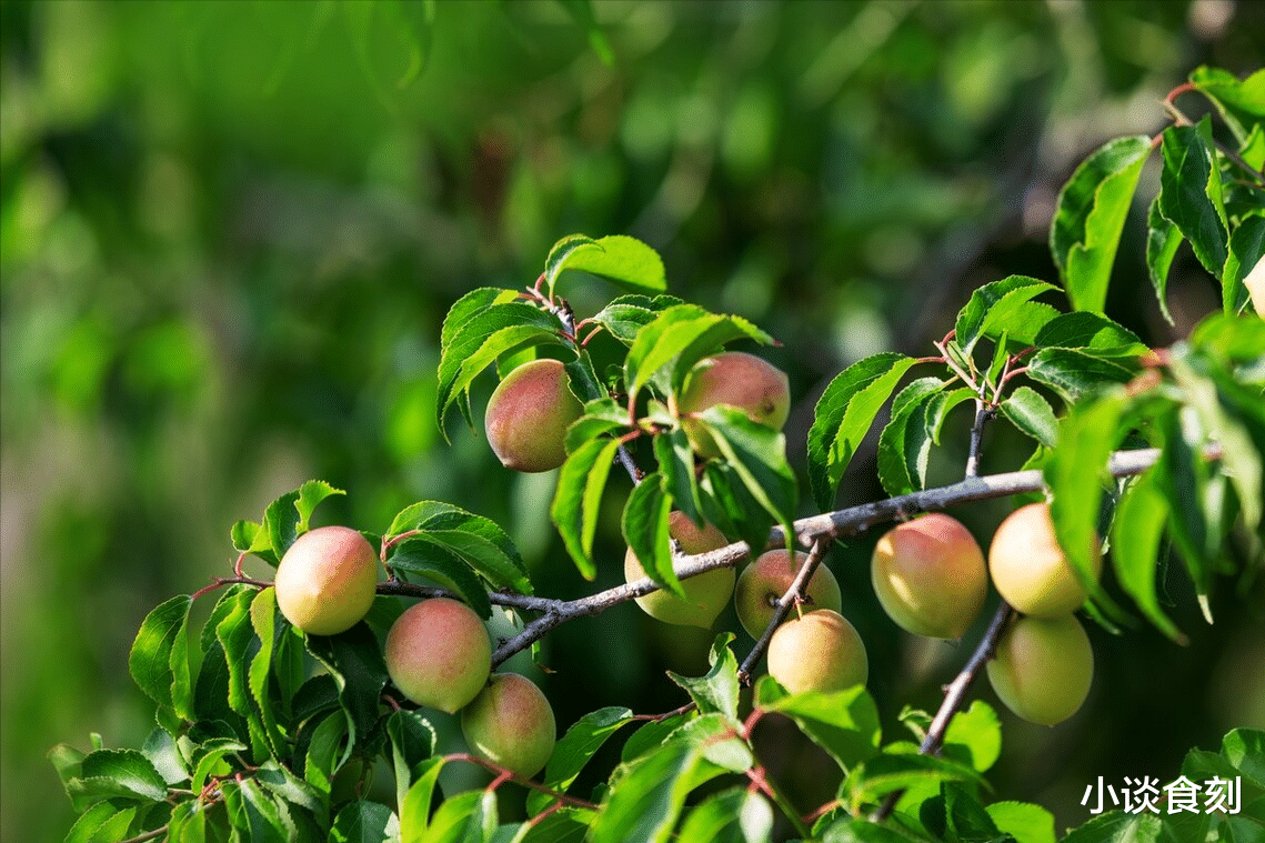 “芒种吃3宝,仲夏无病扰”,五月初八芒种,“3宝”怎么吃?