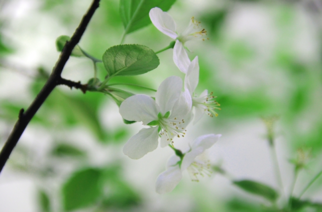 蝴蝶|今年腊月好事连台，贵人庇护，横财加身，翻身变有钱人的3大生肖