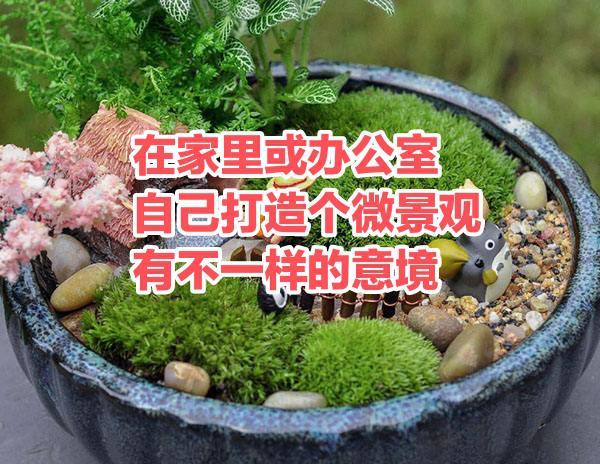 办公室|在家里或办公室自己打造个微景观有不一样的意境