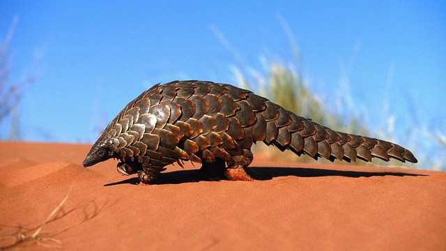 穿山甲的交配时间长达20多天，为什么后代越来越少？都是人类的错