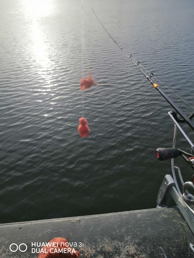 |桥筏钓板鲫，冷风挡不住钓鱼人的热情