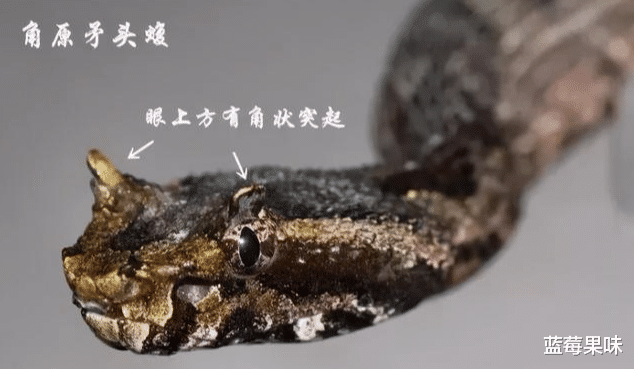 “三角头”不一定有毒,但这些“三角头”一定有毒——原矛头蝮属