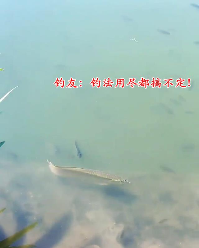 金龙鱼?广州钓鱼人在河中发现一米长水族,网友:至少价值1000