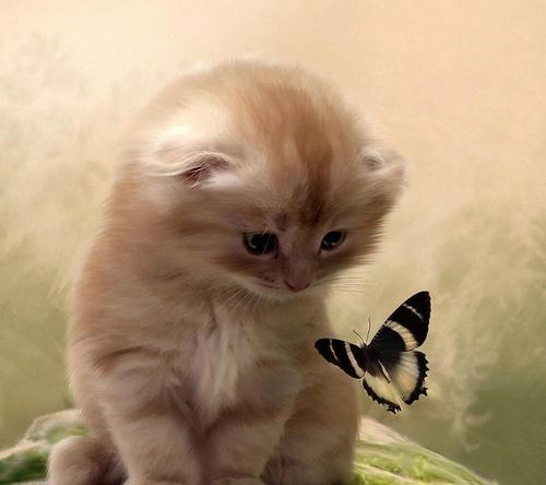 小姐姐|有一种养狗的主人，养活了一个职业，快看看有没有你呢？