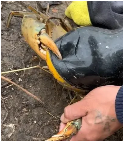 江门|广东江门,一男子在钓鱼的时候,无意间发现一只一斤多的大螃蟹