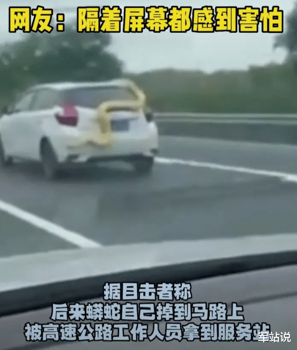 高速公路现黄金蟒盘踞车尾