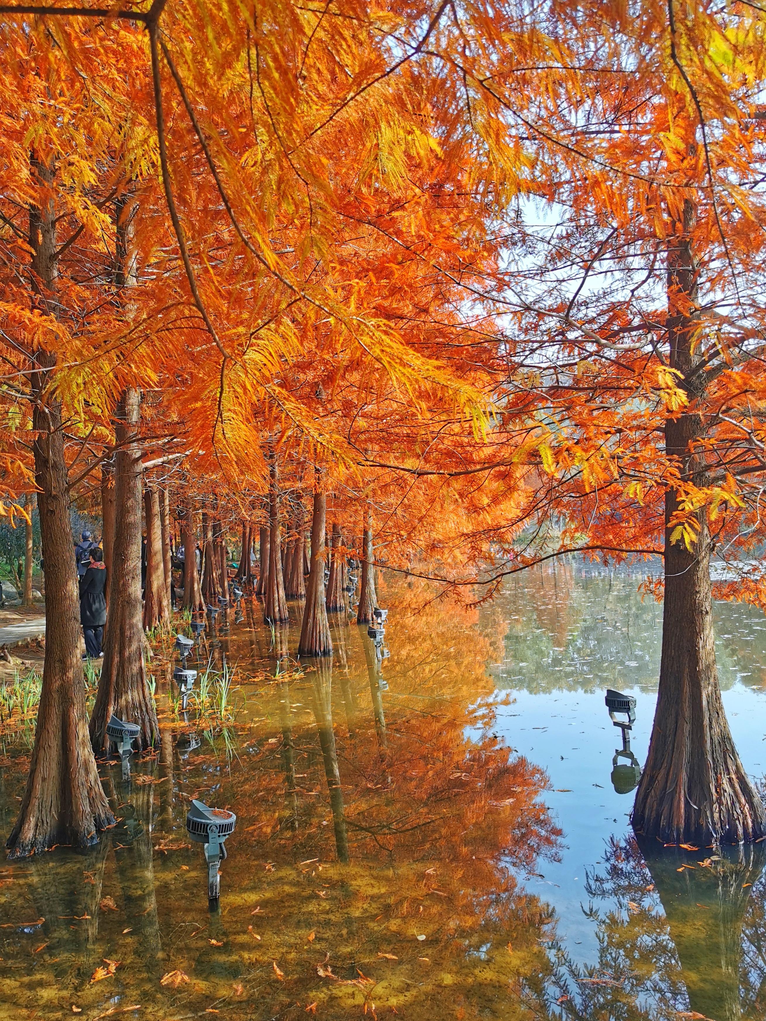 温泉|初冬时分，带你打卡南京梅花湖惊艳的落羽杉