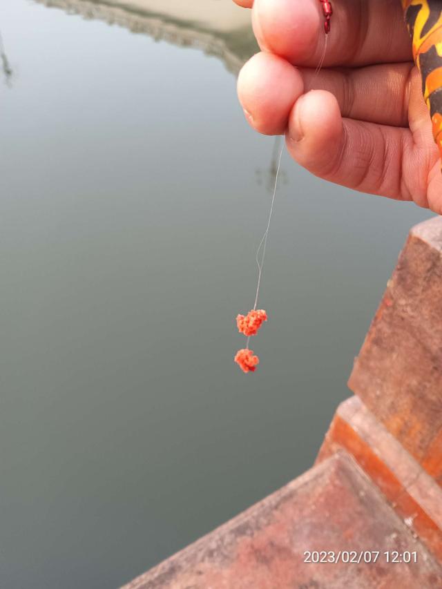 钓鱼|【钓鱼之家虾粉】虾粉助力再创佳绩,收获满满再成河冠