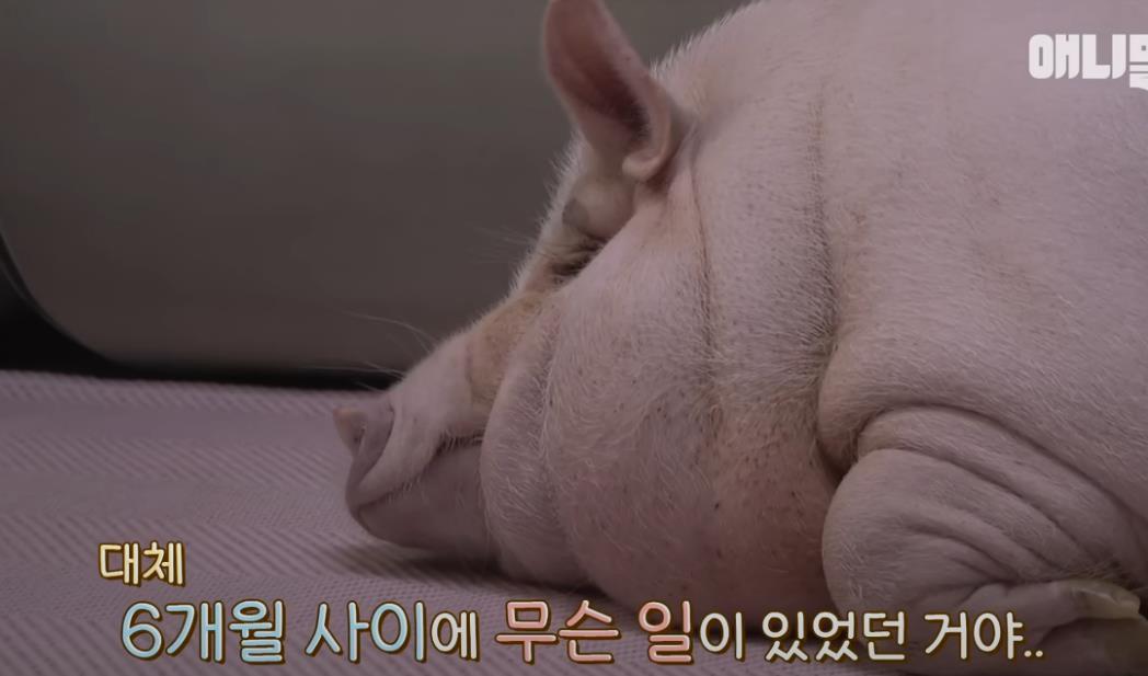 古尔丹 韩国女孩养迷你猪秒变大胖猪，如今带着它们刻苦运动节食减肥