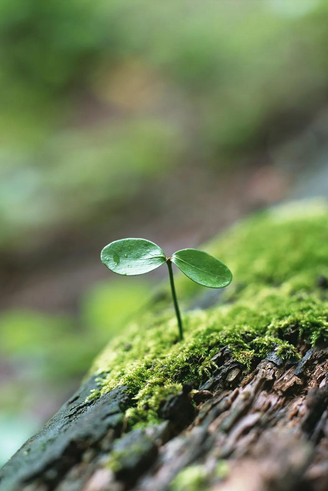 白敬亭|众多明星放弃外国籍回归祖国，当初嫌弃祖国的人回归成为一种奢望