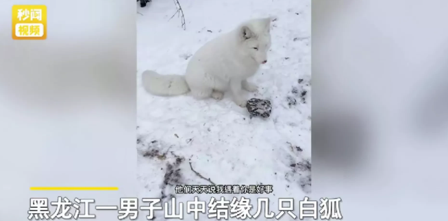 黑龙江,一男子发布结缘白狐的视频引发网友热议。
